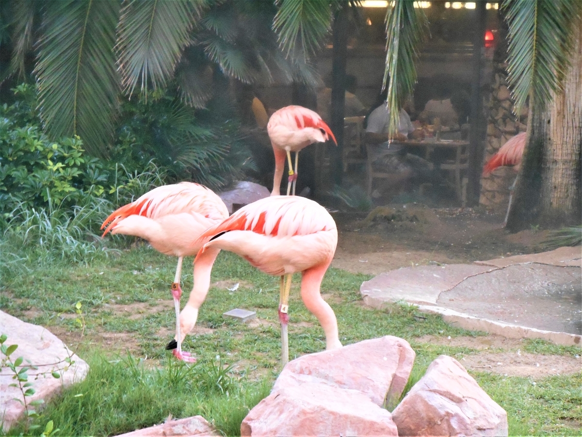 アメリカ・フラミンゴ・ラスベガス・ホテル & カジノ(Flamingo Las Vegas Hotel & Casino)