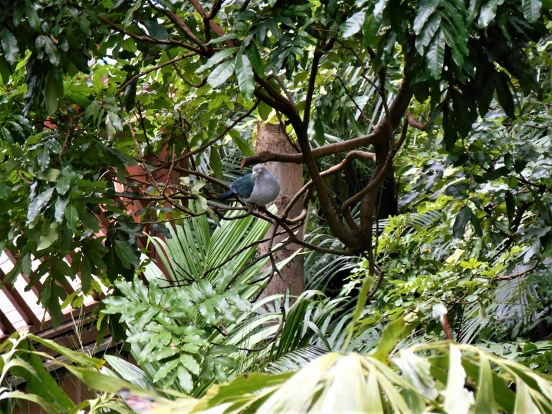 香港・Hong Kong・尤徳観鳥園(香港公園内)