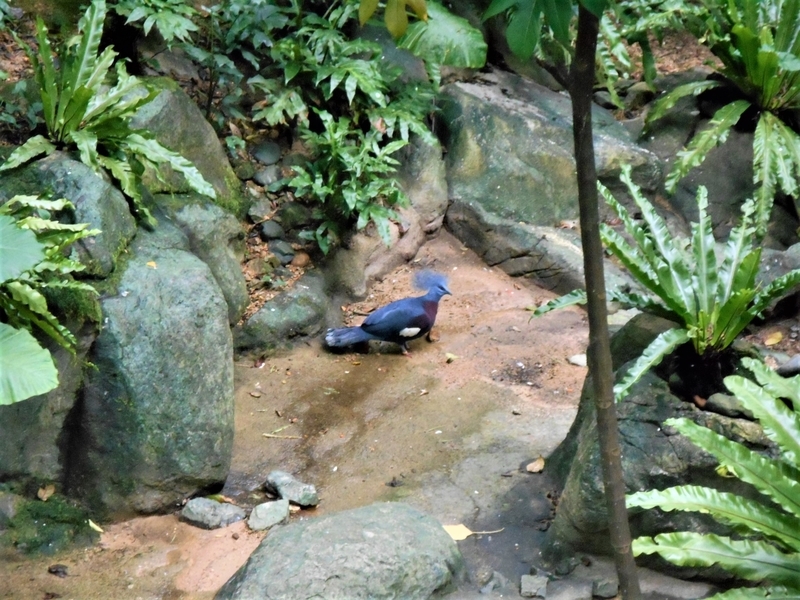 香港・Hong Kong・尤徳観鳥園(香港公園内)