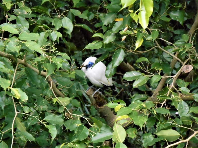 香港・Hong Kong・尤徳観鳥園(香港公園内)