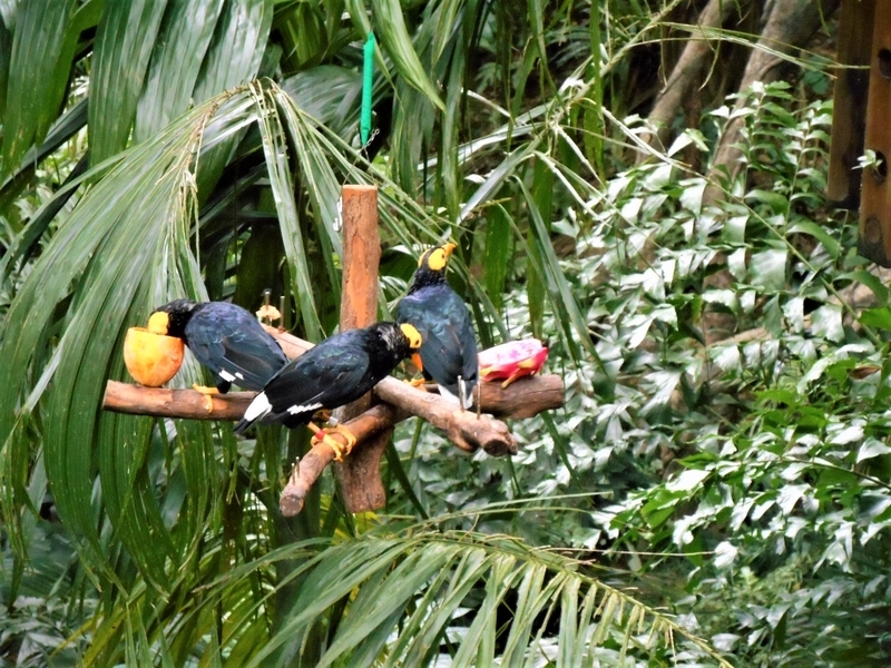 香港・Hong Kong・尤徳観鳥園(香港公園内)