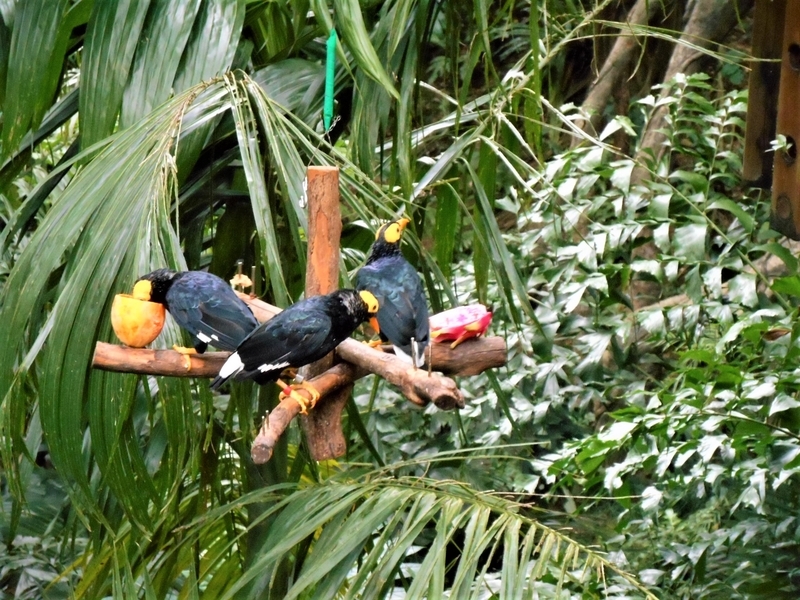 香港・Hong Kong・尤徳観鳥園（香港公園内）