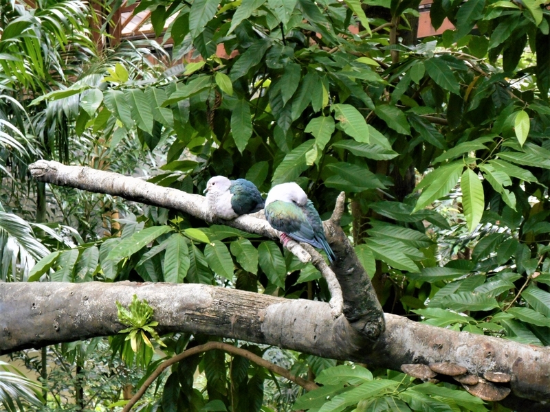 香港・Hong Kong・尤徳観鳥園(香港公園内)