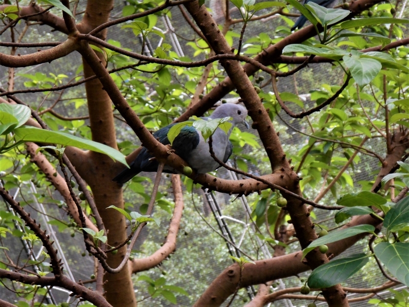 香港・Hong Kong・尤徳観鳥園(香港公園内)