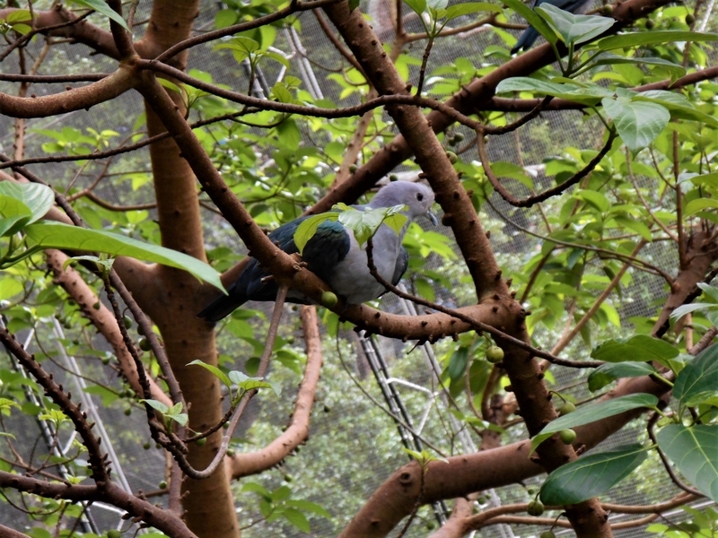 香港・Hong Kong・尤徳観鳥園（香港公園内）