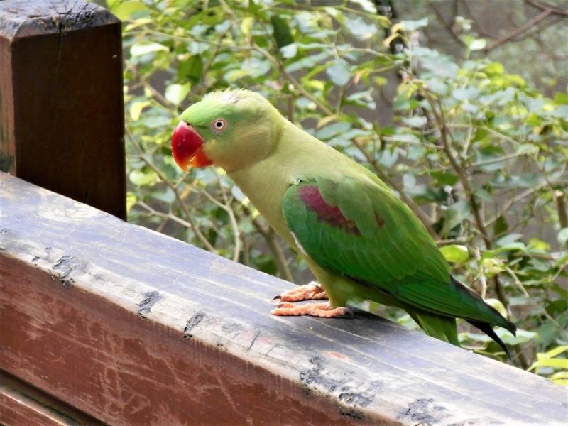 香港・Hong Kong・尤徳観鳥園(香港公園内)