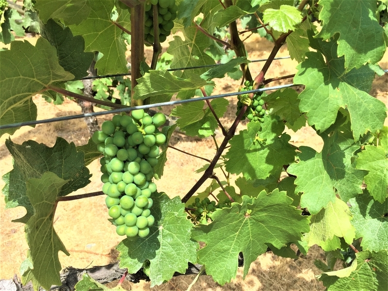 ニュージーランド・クイーンズタウン・ギブストン・ヴァレー・ワインズ(Gibbston Valley Wines)