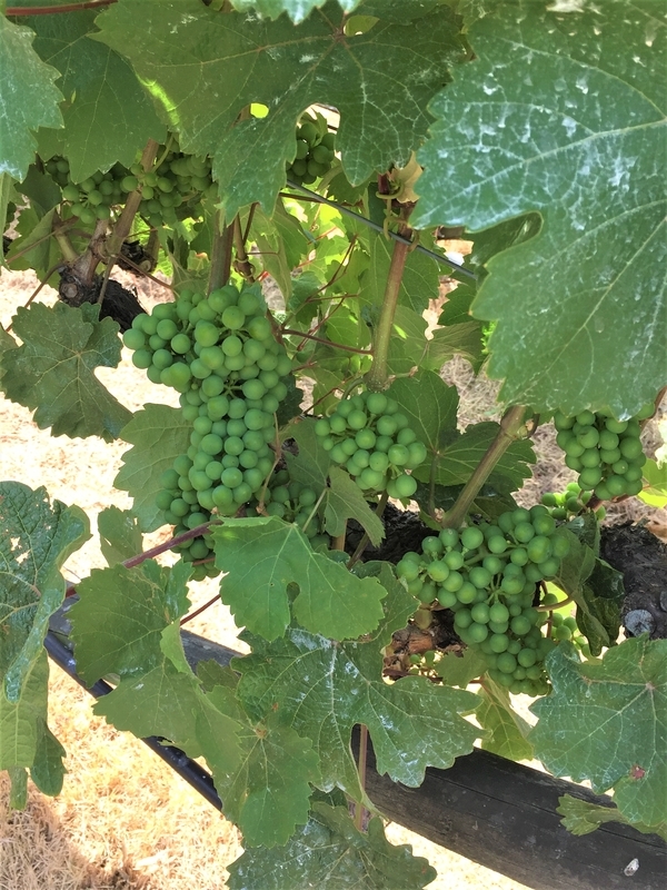 ニュージーランド・クイーンズタウン・ギブストン・ヴァレー・ワインズ(Gibbston Valley Wines)
