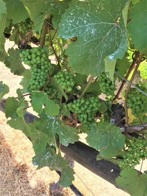 ニュージーランド・クイーンズタウン・ギブストン・ヴァレー・ワインズ(Gibbston Valley Wines)