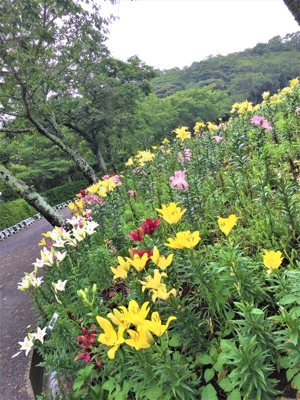 可睡ゆりの園