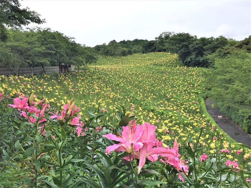 可睡ゆりの園