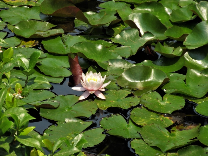 Hunter Valley Gardens