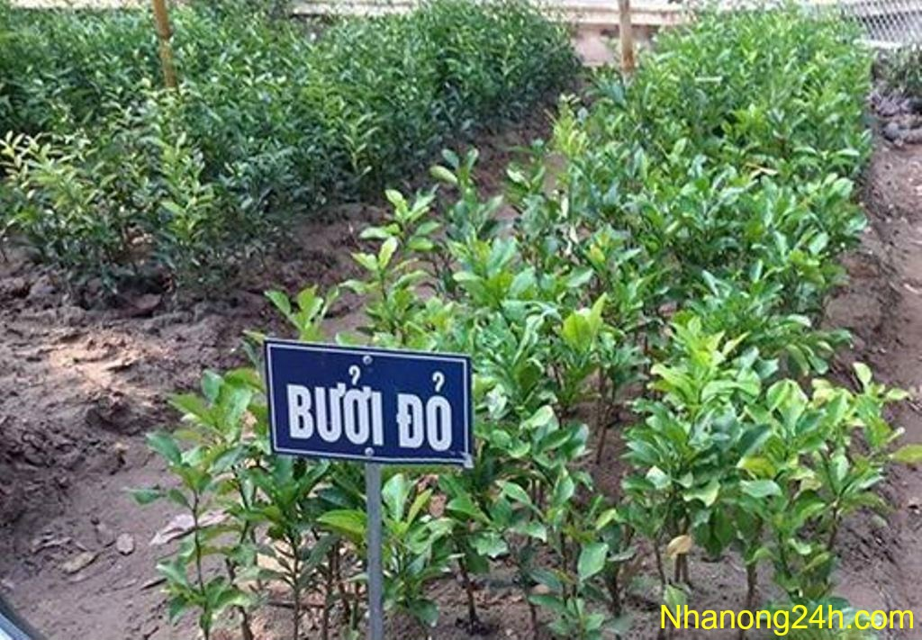 f:id:trananhduongd:20161218224253p:plain f:id:trananhduongd:20161218224253p:plain