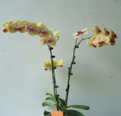 f:id:trananhduongd:20170113191431p:plain f:id:trananhduongd:20170113191431p:plain