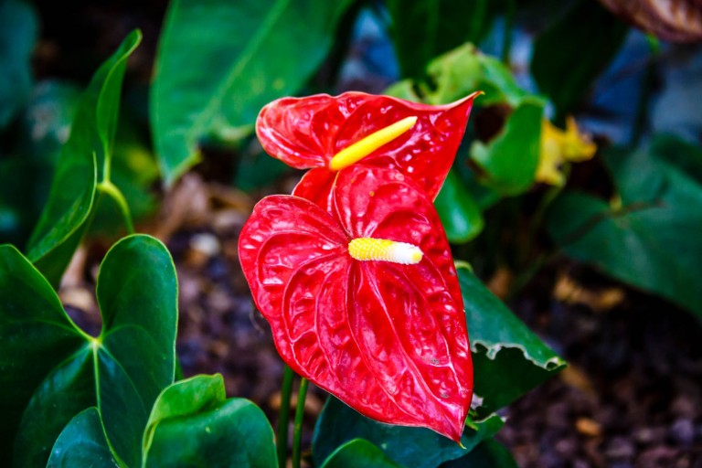 f:id:trananhduongd:20170125123431p:plain f:id:trananhduongd:20170125123431p:plain