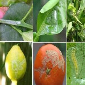 f:id:trananhduongd:20170309004416p:plain