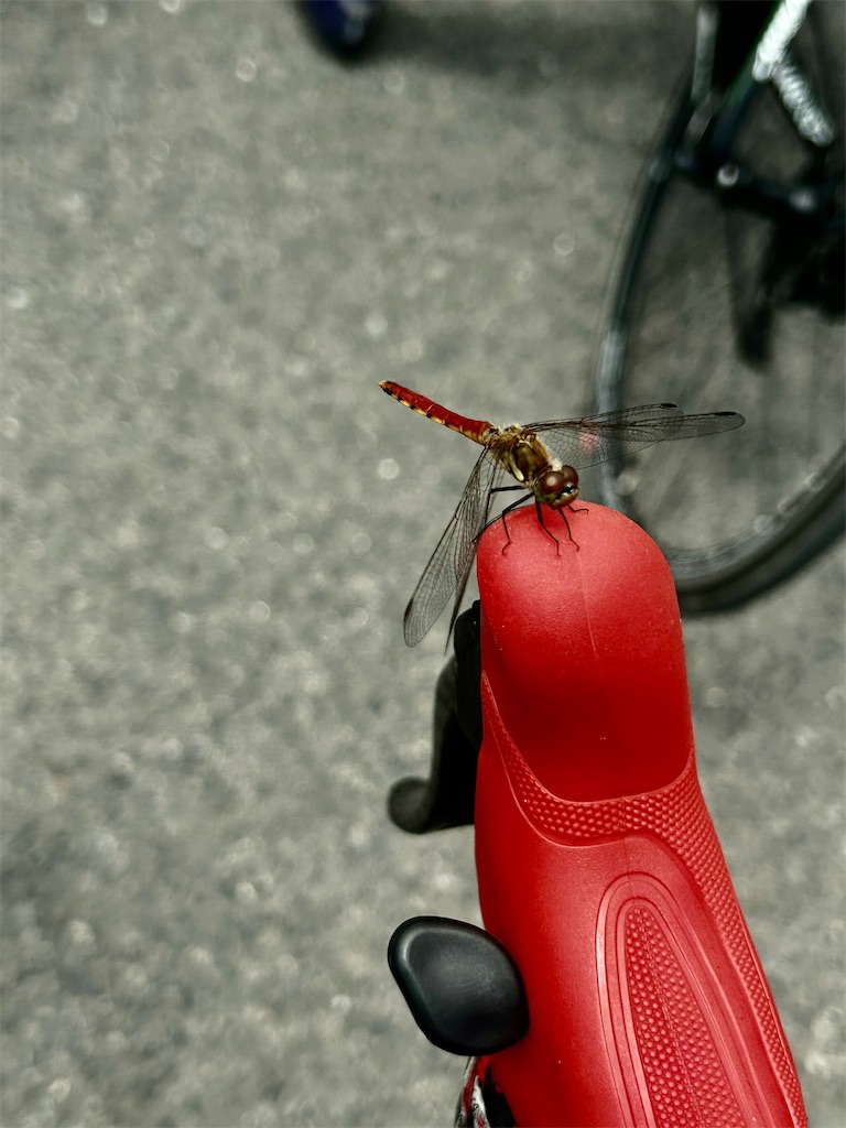 f:id:transonic-elite:20230730140728j:image f:id:transonic-elite:20230730140728j:image