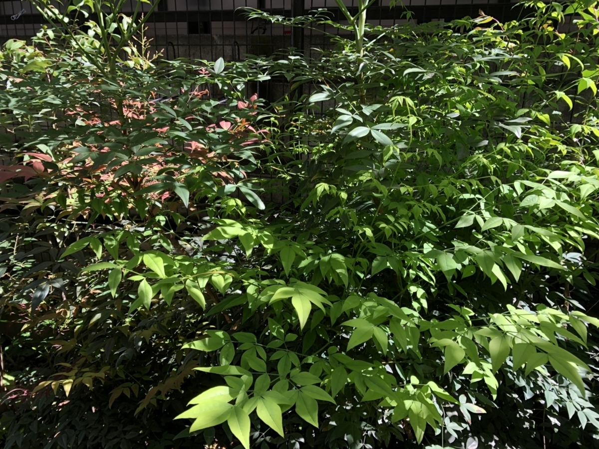 f:id:travel-nyatto:20200430210241j:plain f:id:travel-nyatto:20200430210241j:plain