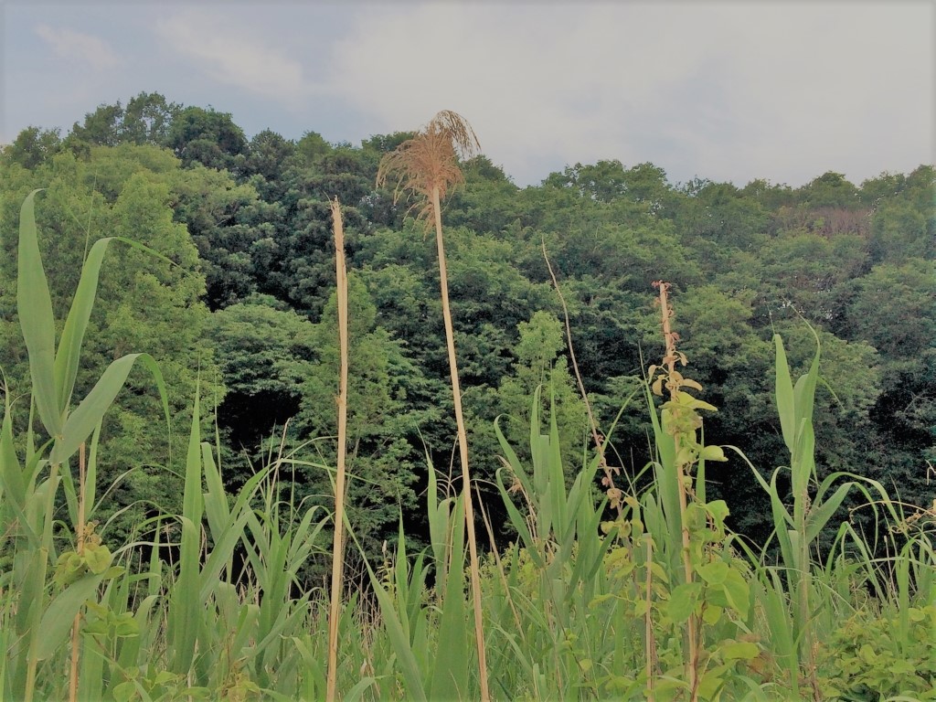 f:id:travel_jarna:20170430184405j:plain