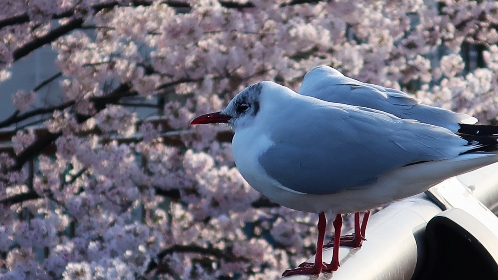 コンデジ（PowerShot G9 X Mark II）で撮影