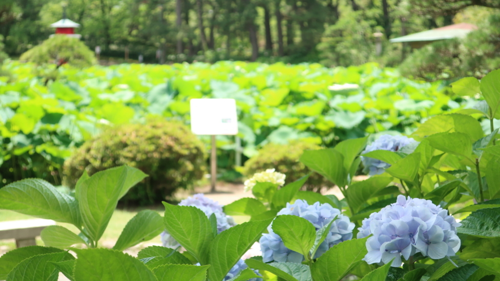 f:id:travel_jarna:20180710172918j:plain