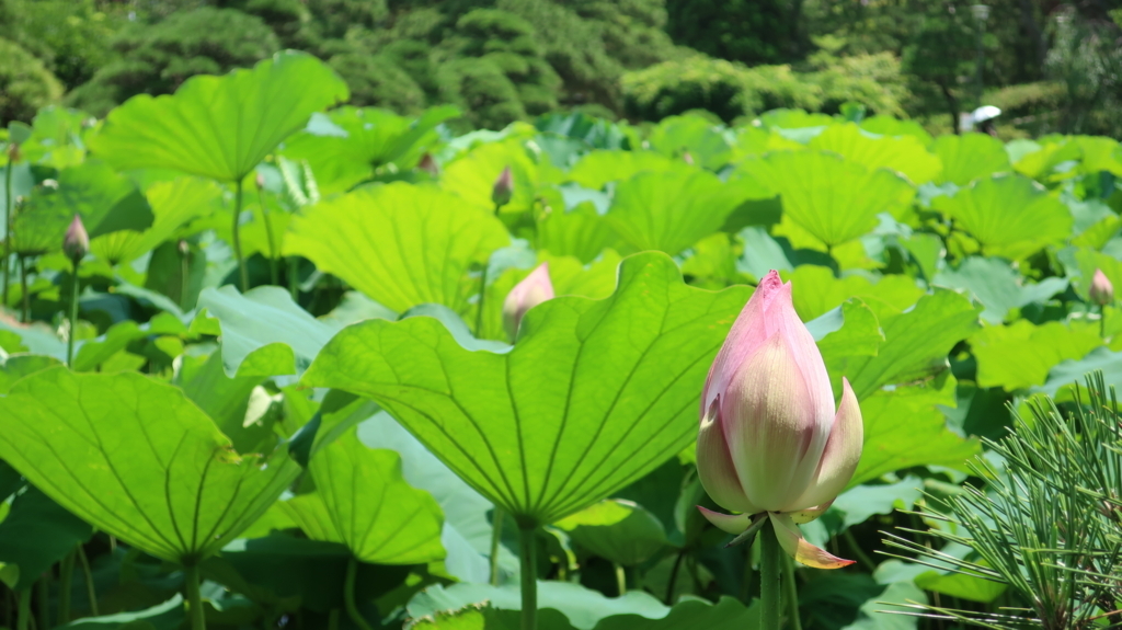 f:id:travel_jarna:20180710173231j:plain