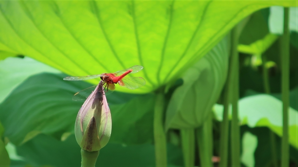 f:id:travel_jarna:20180710173516j:plain