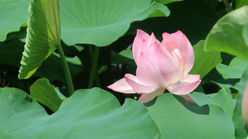 f:id:travel_jarna:20180710173634j:plain