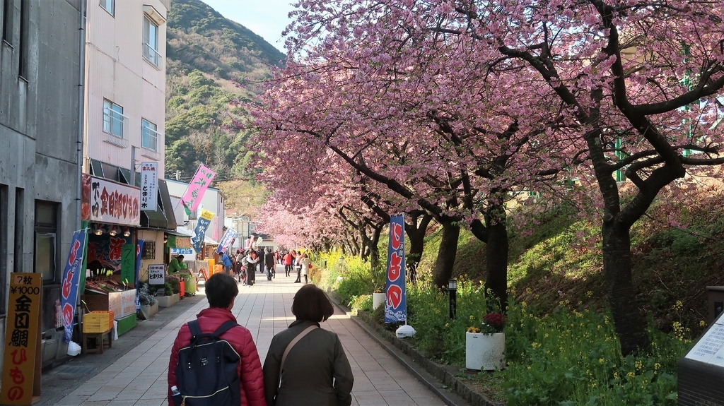 河津駅　桜