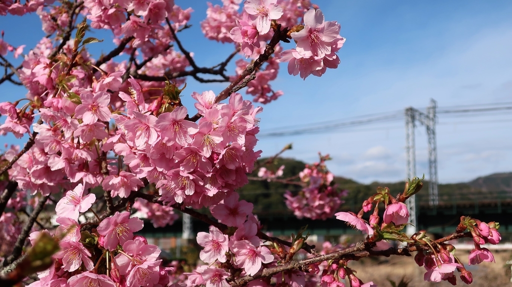 河津駅　桜