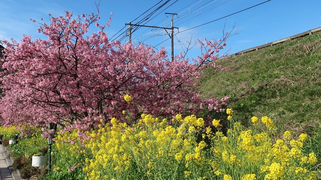 青空、河津桜、菜の花の３重奏　河津