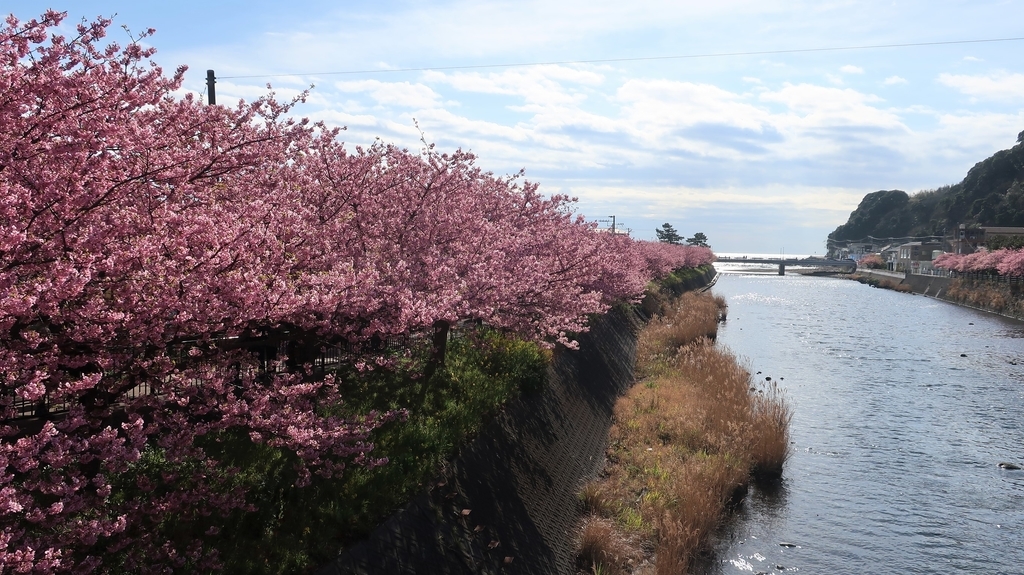 河津川沿いの桜並木！