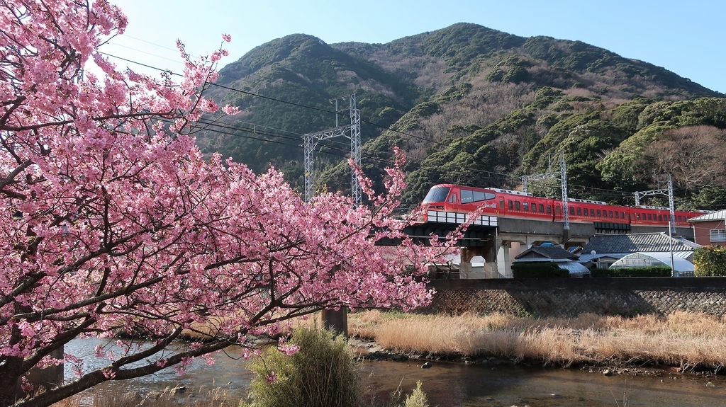 河津桜と伊豆急行