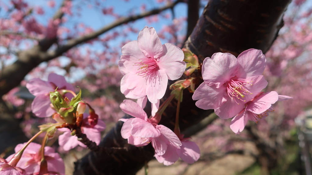 河津川沿いの桜並木！（メイン会場）