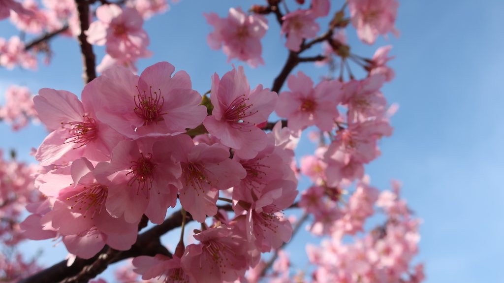 河津川沿いの桜並木！（メイン会場）