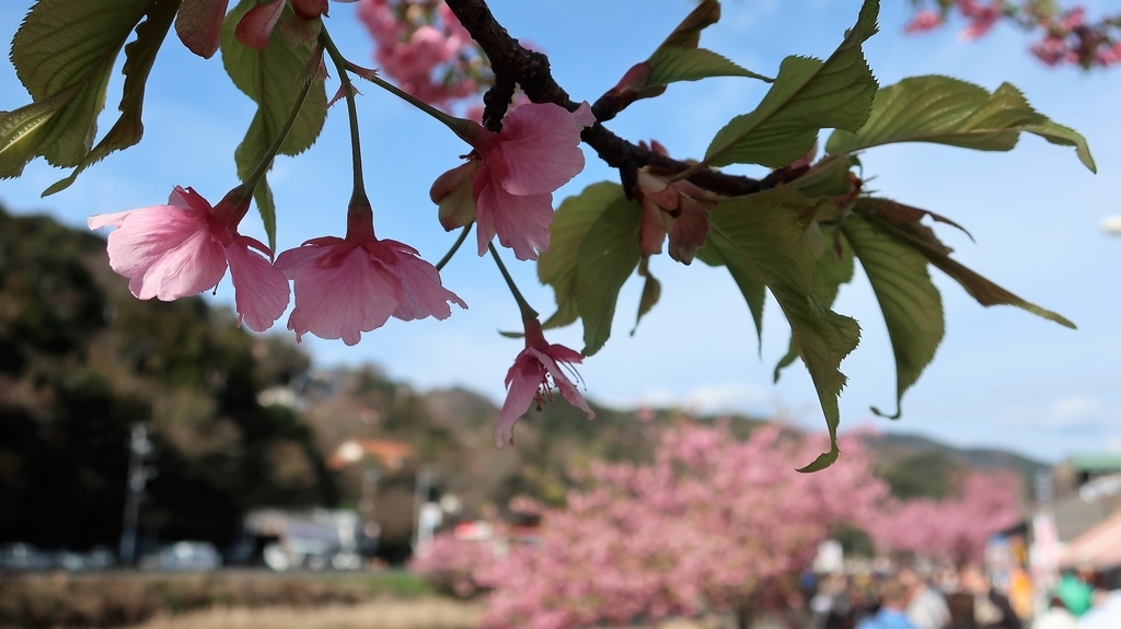 メイン会場の河津川沿いの桜並木