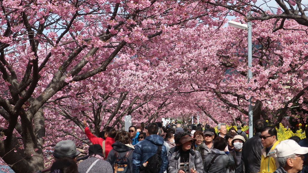 メイン会場の河津川沿いの桜並木