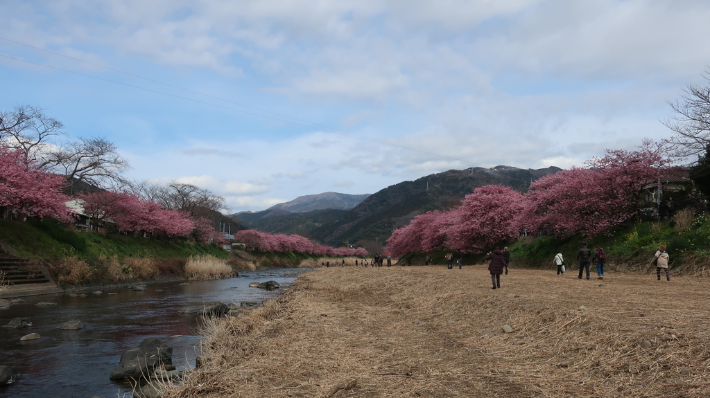 メイン会場の河津川沿いの桜並木