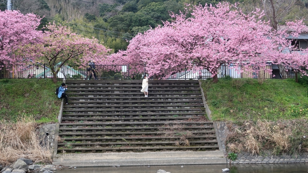 メイン会場の河津川沿いの桜並木