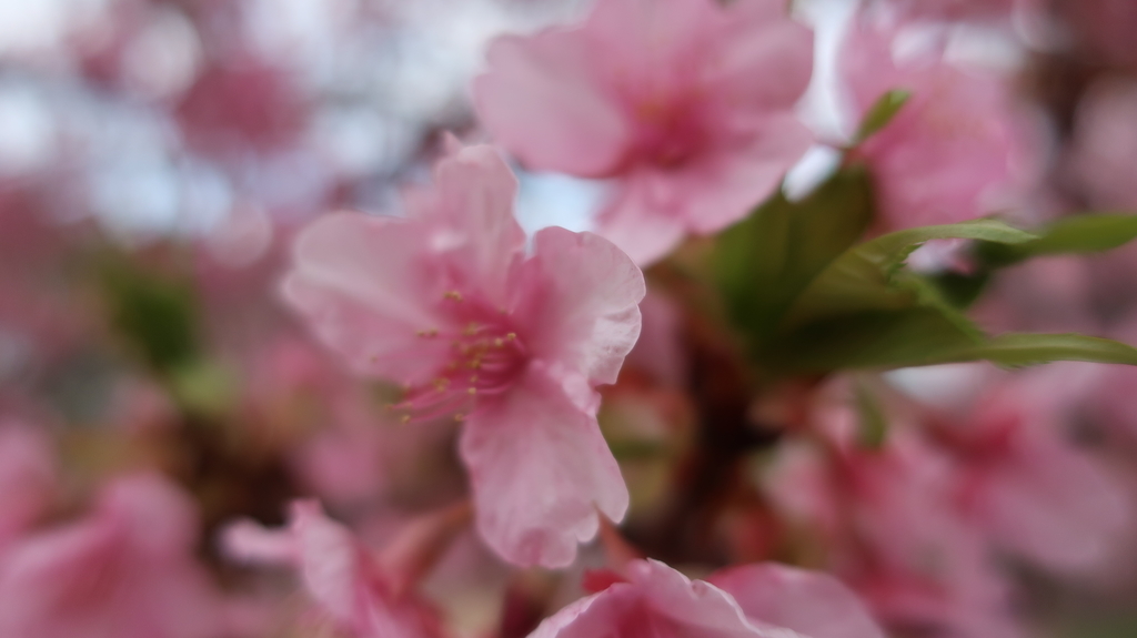 メイン会場の河津川沿いの桜並木