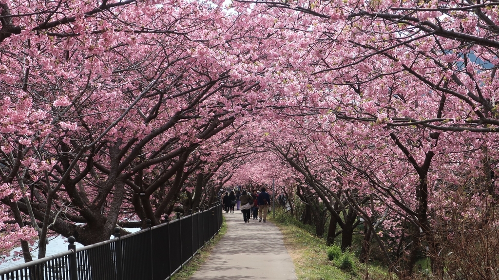 峰温泉周辺の桜並木！