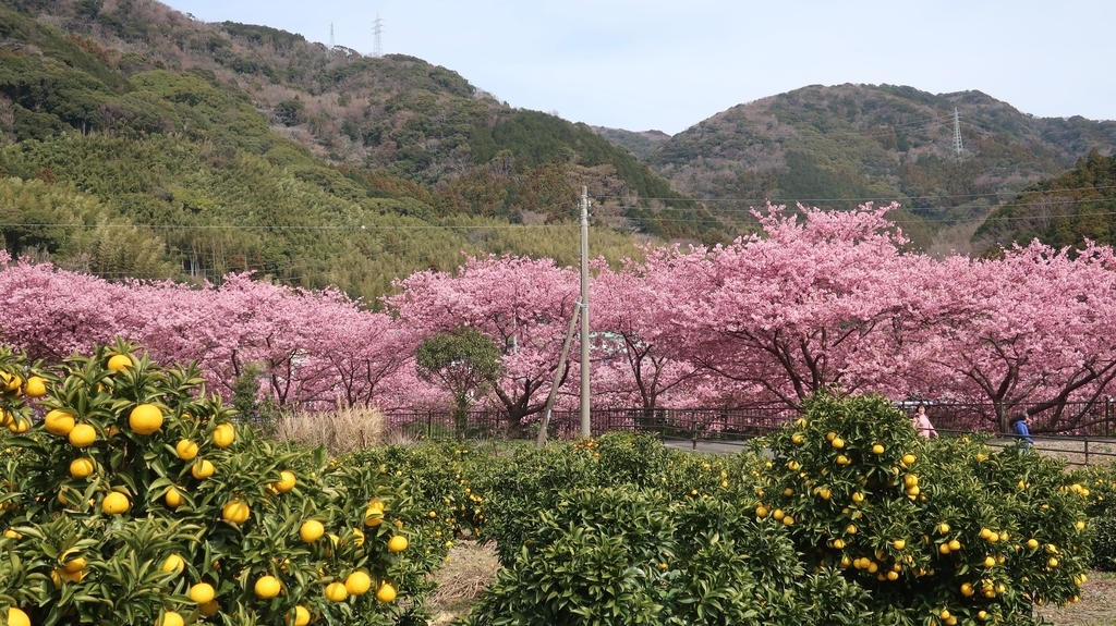 峰温泉周辺の桜並木！