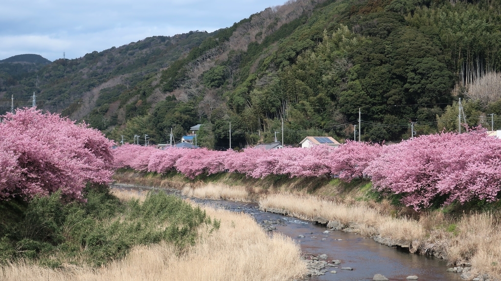 峰温泉周辺の桜並木！