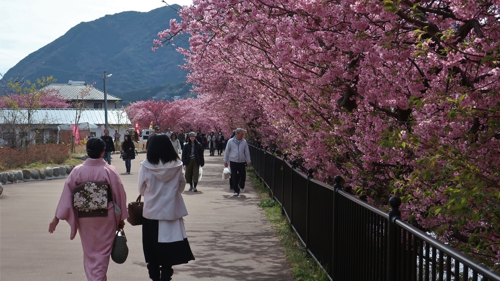 河津川沿いの桜並木！