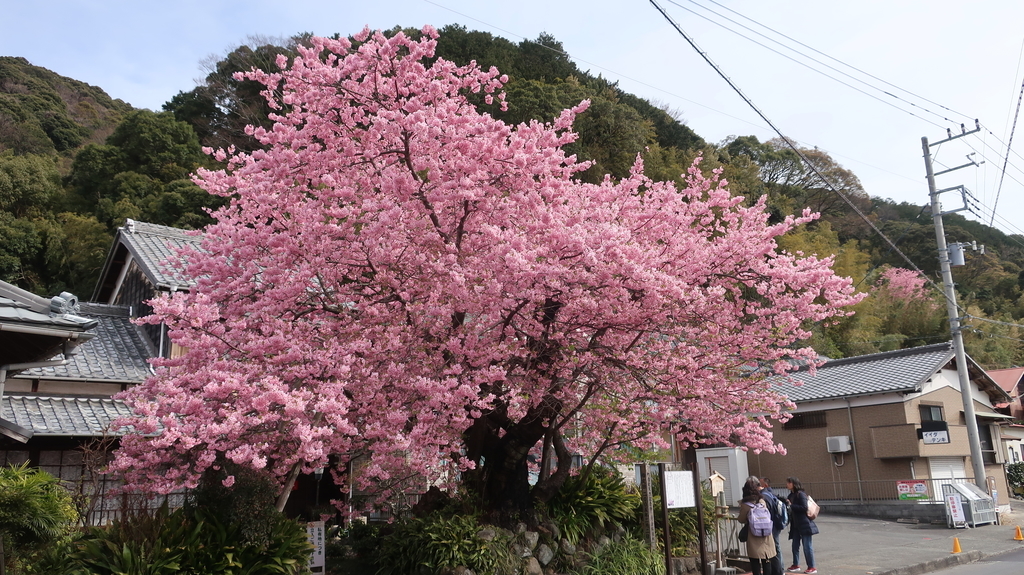 河津桜原木