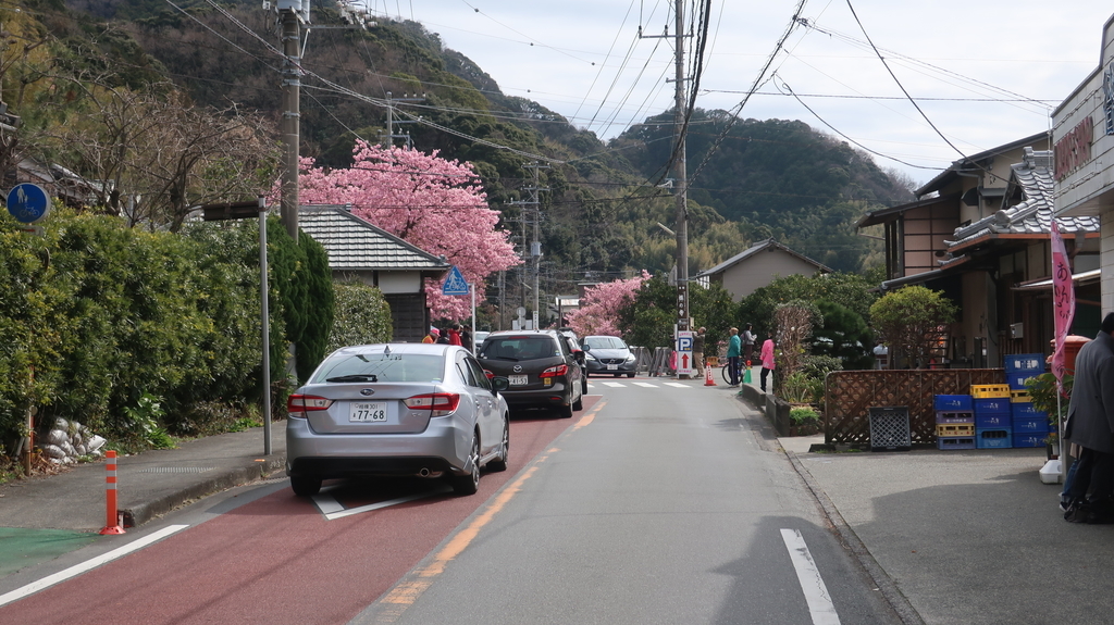 河津桜　平日の渋滞