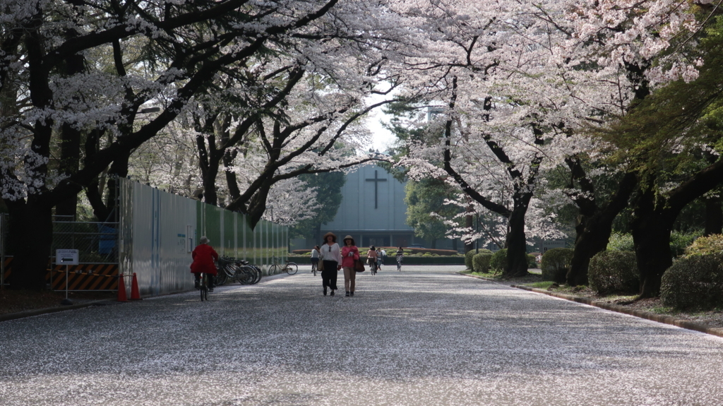 国際基督教大学　桜