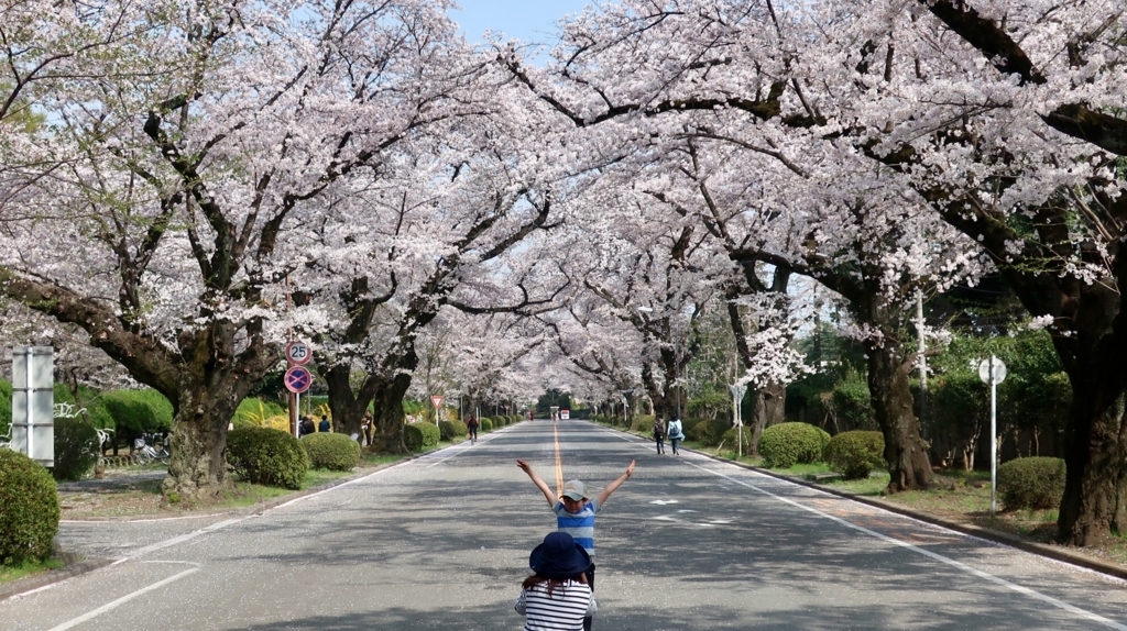 国際基督教大学　桜