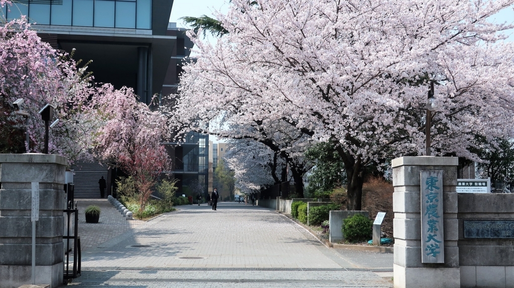 東京農業大学　桜