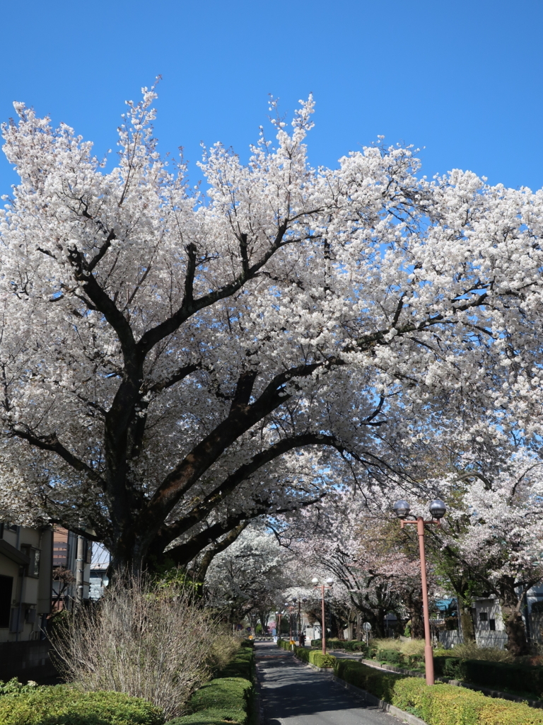 東京学芸大　桜
